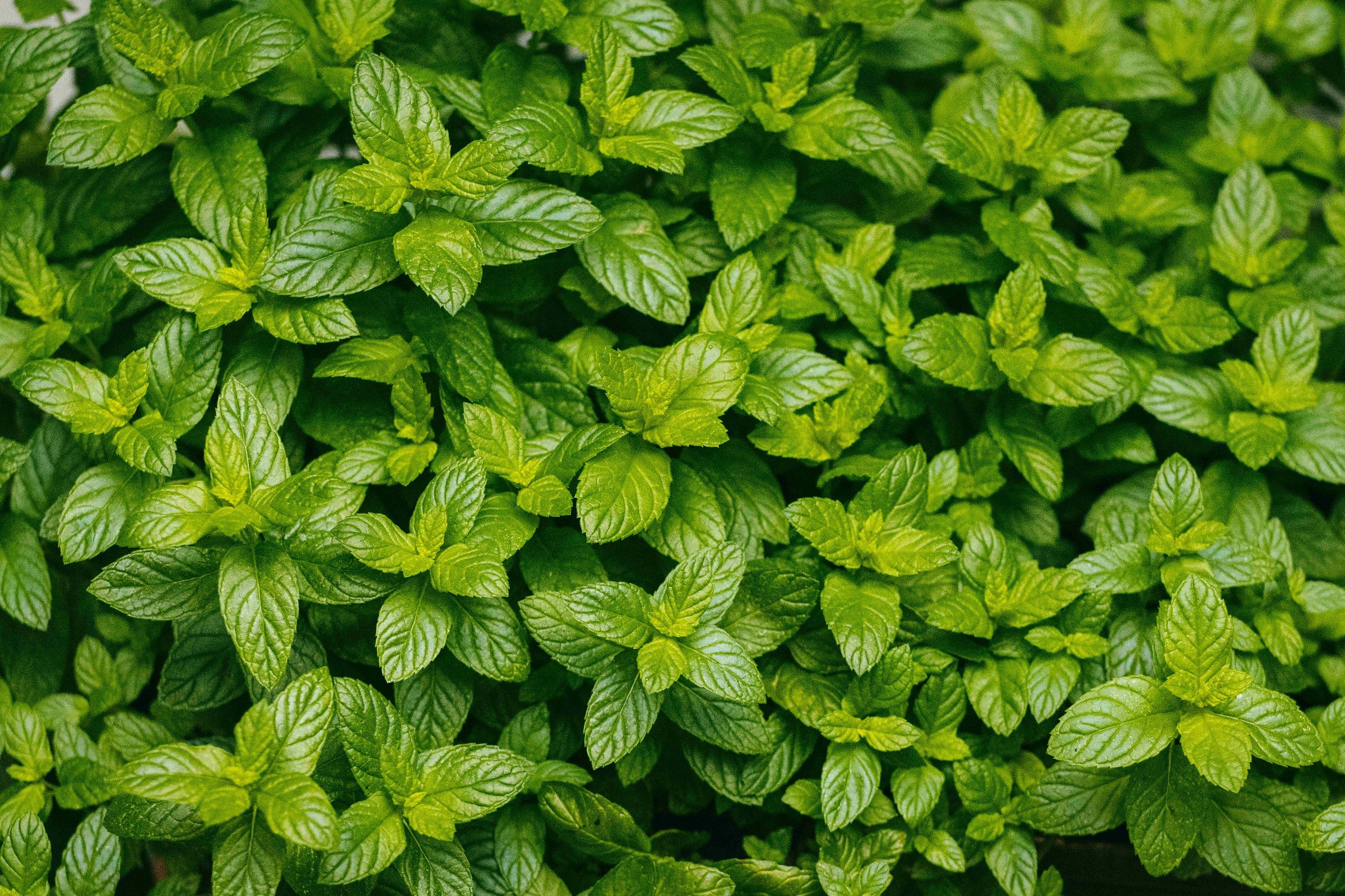 collection-banner-image